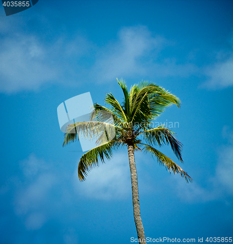 Image of Alone Palm Tree