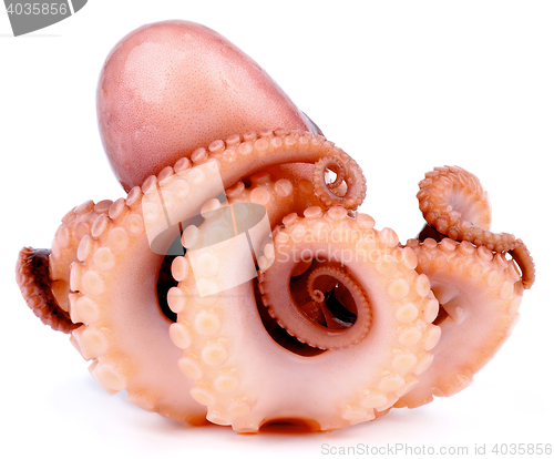 Image of Big Smoked Octopus