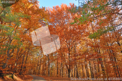 Image of Colorful  autumn forest
