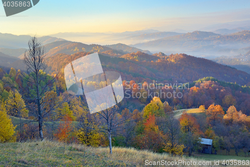 Image of Colorful  autumn forest