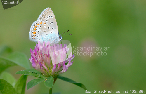 Image of Common Blue (Polyomathus icarus)