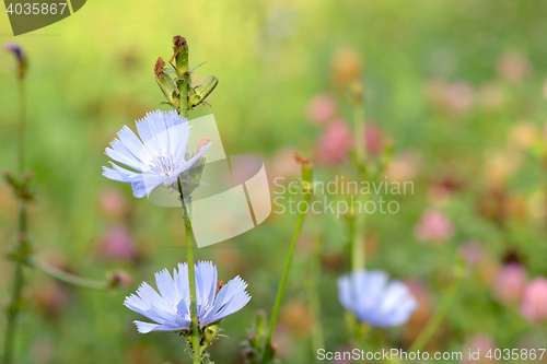 Image of Blue chicory herb 