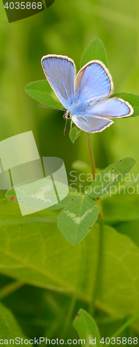 Image of Common Blue (Polyomathus icarus)