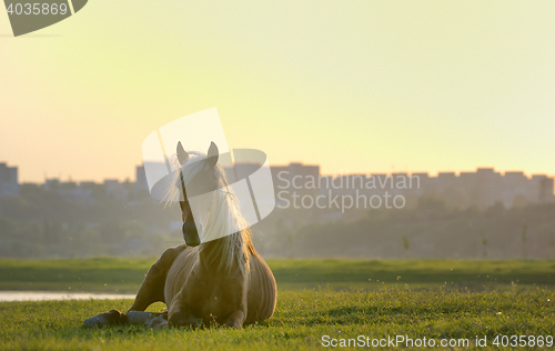 Image of Horse sitting down