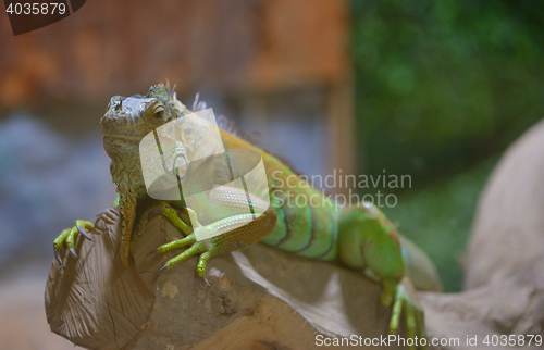 Image of Close-up of a male Green Iguana