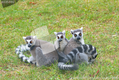 Image of ring-tailed lemur (lemur catta)