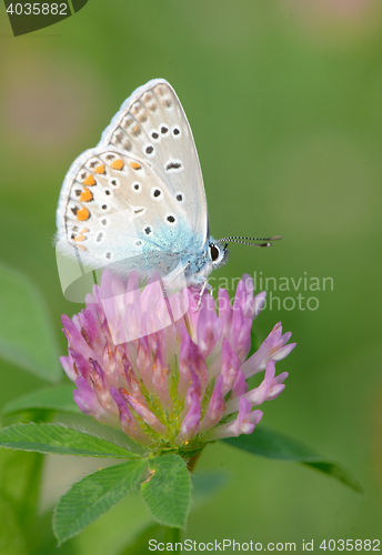 Image of Common Blue butterfly