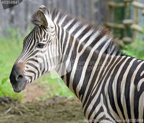 Image of Beautiful zebra\'s head