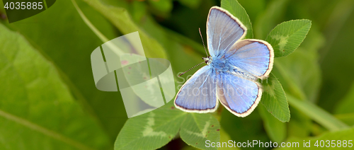 Image of Common Blue (Polyomathus icarus) 