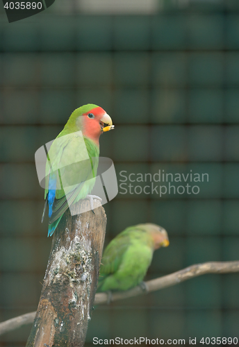 Image of Pair of Cotorra parrot 