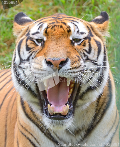 Image of Tiger close-up of face