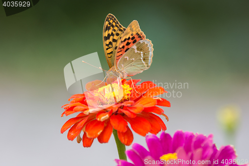 Image of Perlamutrovka Butterfly closeup on a flower collecting nectar