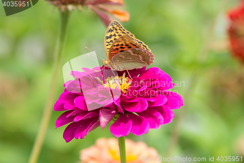 Image of Perlamutrovka butterfly on a flower