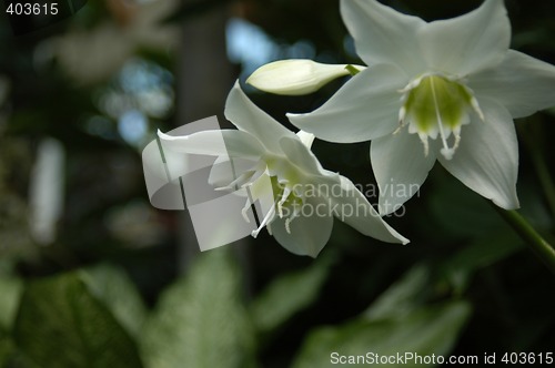 Image of White orchid