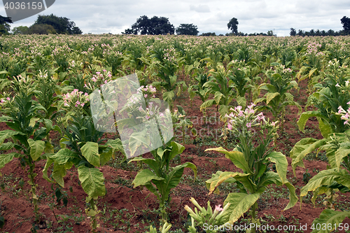 Image of Tobacco field