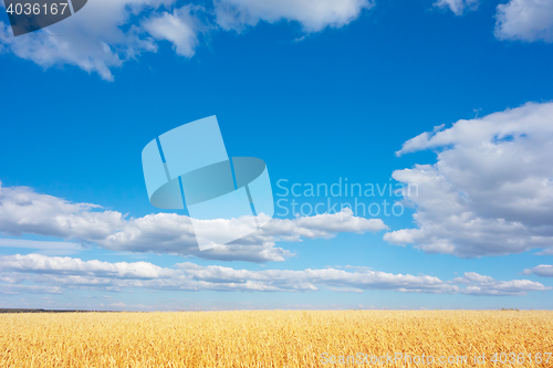 Image of golden wheat field