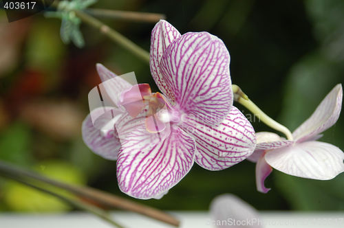 Image of Striped orchids