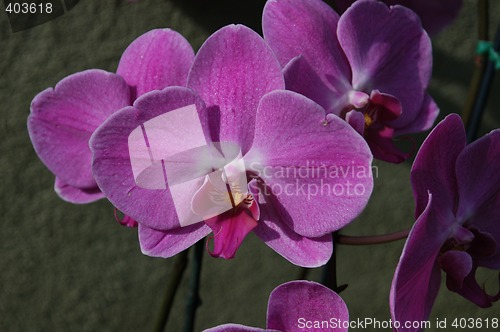 Image of Purple Orchids