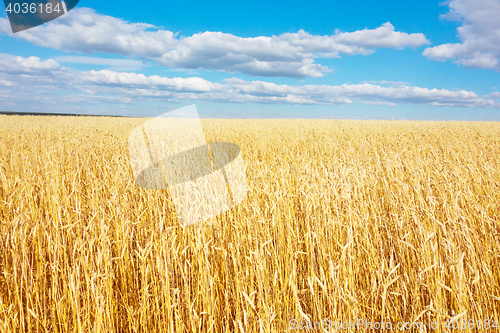 Image of golden wheat field