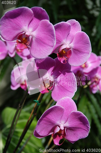 Image of Purple Orchids up close