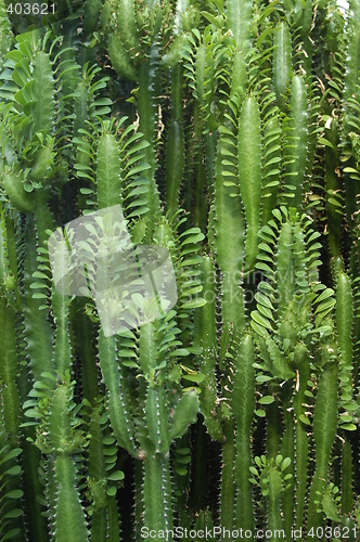 Image of Green plant