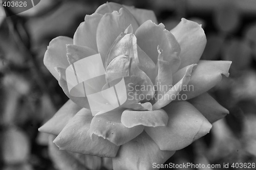 Image of Red rose in black and white