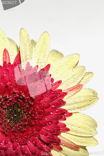 Image of yellow flower