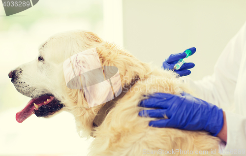 Image of close up of vet making vaccine to dog at clinic