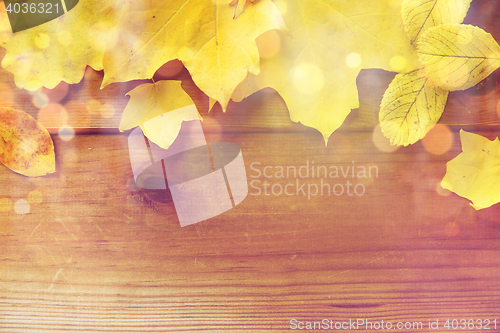 Image of close up of many different fallen autumn leaves