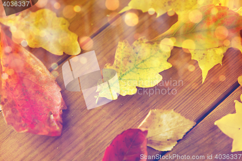 Image of close up of many different fallen autumn leaves