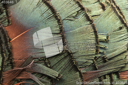 Image of green feather