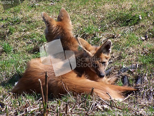 Image of Fox Pair