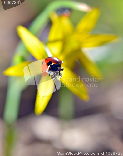 Image of Details of Ladybugs on spring  flowers