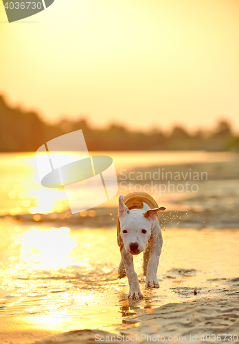 Image of American Staffordshire Terrier dog