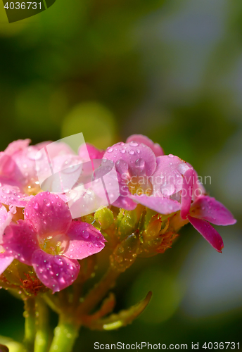 Image of Hydrangea with drops  in the sunset in the garden