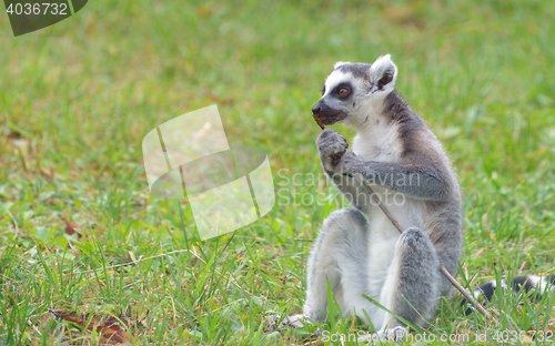 Image of ring-tailed lemur (lemur catta)