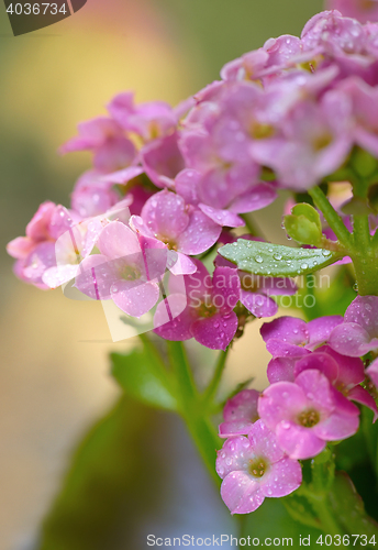 Image of Hydrangea with drops  in the sunset in the garden