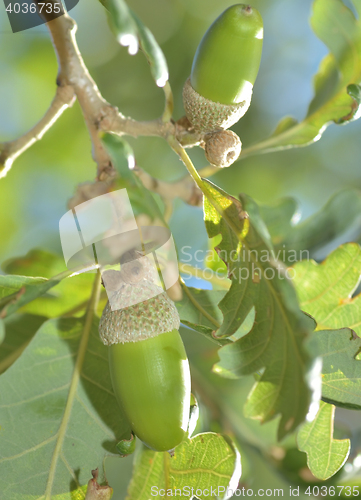 Image of Branch with green acorns