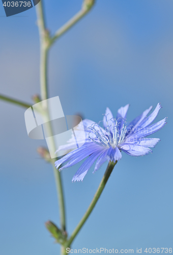 Image of Blue chicory herb in the summer field
