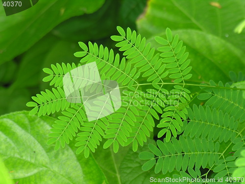 Image of green leaves