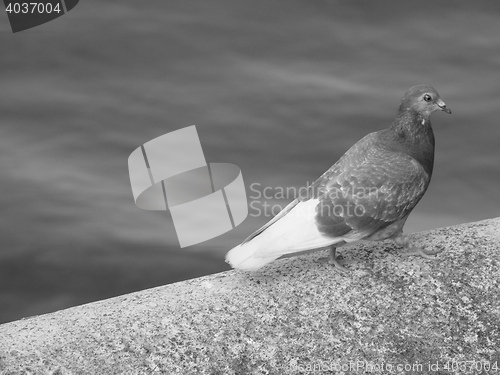 Image of Pigeon bird animal