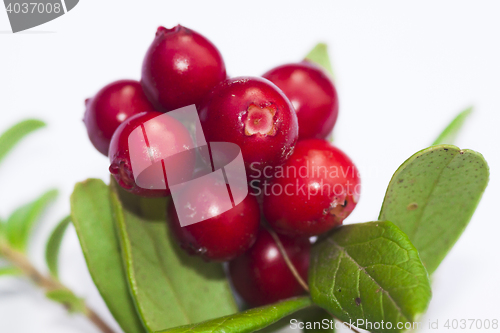 Image of lingonberries