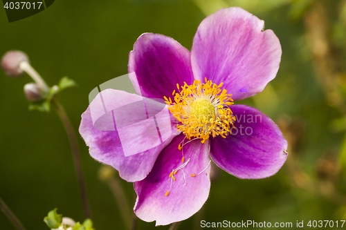 Image of anemone hupehensis