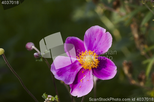 Image of chinese anemone