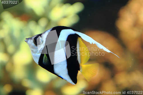 Image of exotic coral fish