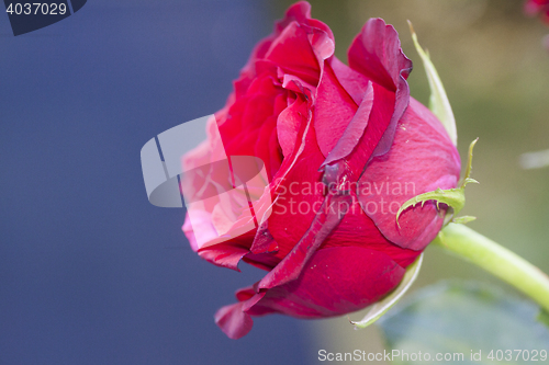 Image of red rose