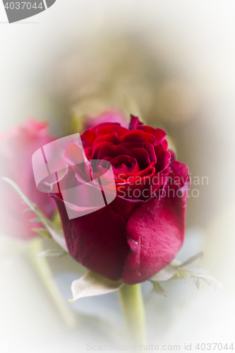 Image of rosebud