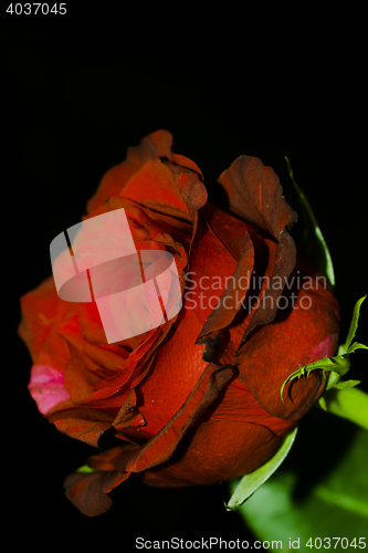 Image of red rose