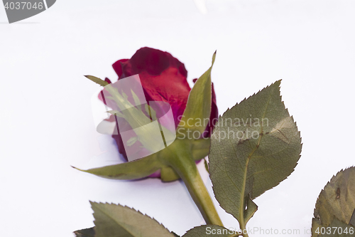 Image of red rose isolated