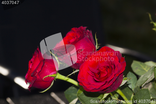 Image of red roses